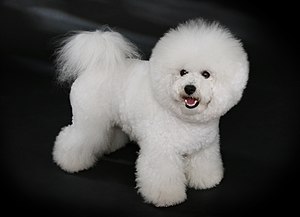 Bichon Frisé