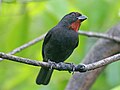 Male on St. John, USVI