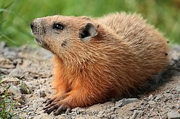 Miškinis švilpikas (Marmota monax)