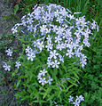 Lángvirág/Phlox