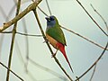 Pin-tailed parrotfinch