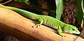 felzuma madagaskarská (Phelsuma madagascariensis)