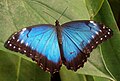 Blauer Morphofalter (Morpho peleides)