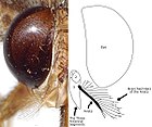 Una fotografía y diagrama de la cabeza de una tse-tsé ilustrando los pelos ramificados de la arista de la antena