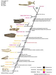 Growth stages of T. proriger (left) and T. nepaeolicus (right)