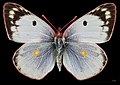 Colias hyale, ♀