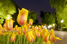 Тюльпаны — символы протестов