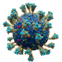 SARS-CoV-2, le Betacoronavirus responsabile del Covid-19.