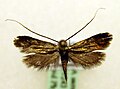 Nemophora cupriacella (Adelidae)
