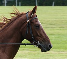 Tête d'un cheval de couleur rousse