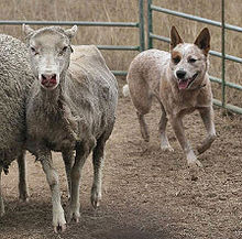 Seekor anjing lembu yang menggembala biri-biri di dalam kandang