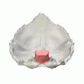 Occipital bone. Basilar part shown in red.