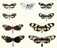 Plansch av Bates föreställande Bates mimikry mellan Dismorphia-arter (rad 1 och 3) och olika arter i släktgruppen Ithomiini, inom familjen Nymphalidae (rad 2 och 4).