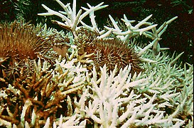 Feeding on branching Acropora coral