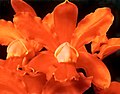 Flor de Cattleya (Orchidaceae).