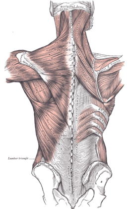 Musculus trapezius zichtbaar bovenaan links