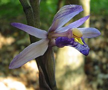 Photographie en couleurs et en gros plan d'une fleur violette.