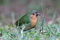 Tawny-breasted parrotfinch