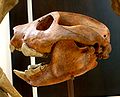 Skamieniała czaszka Thylacoleo carnifex.