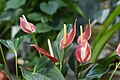 Flor del flamenco (Flamingo Flower)