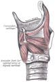 移除甲状软骨后的喉咙肌肉側視圖