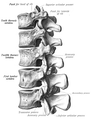 Lower thoracic and upper lumbar vertebrae seen from the side