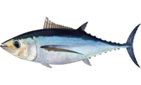 Thunnus alalunga,  Germoa, hegaluzea, atunzuria