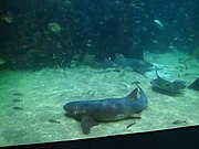 Nurse sharks and a white skate under a school of fish.