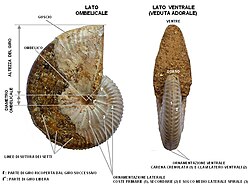 Taramelliceras sp. (Madagascar). Collezione privata. Nella seconda immagine, un esempio di ammonite con ornamentazione particolarmente ricca. L'esemplare presenta il guscio in gran parte conservato; sulla parte decorticata sono visibili le linee di sutura dei setti del fragmocono. Si tratta di un'ammonite del genere Taramelliceras (Giurassico Superiore del Madagascar). Dimensioni: 7,0 cm (diametro massimo) x 2,2 cm (larghezza massima). La conchiglia è fortemente involuta, con giro compresso e area ombelicale molto ridotta. L'ornamentazione comprende coste principali (che decorrono lungo tutto il fianco) e coste secondarie (decorrenti a partire da un solco medio-laterale spirale), che terminano in posizione latero-ventrale con una clave (nodo allungato). Il ventre presenta una carena crenulata (costituita da una serie di clavi).