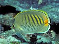 Spotband butterflyfish Chaetodon (Exornator) punctatofasciatus