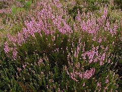 plante à pétales mauves