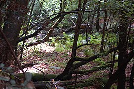 Em vegetação rasteira sob Sequoia sempervirens, Califórnia.