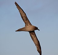 Chim biển (hải âu sooty nhẹ) bay ở eo Drake