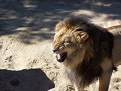 Brutus, un lion mâle (Panthera leo).