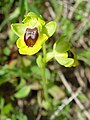 Ophrys lutea