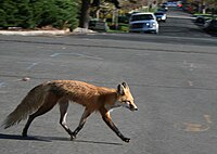 Raposa-vermelha urbana cruzando uma rua
