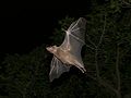 Egyptian fruit bat in flight in Tel Aviv, Israel.