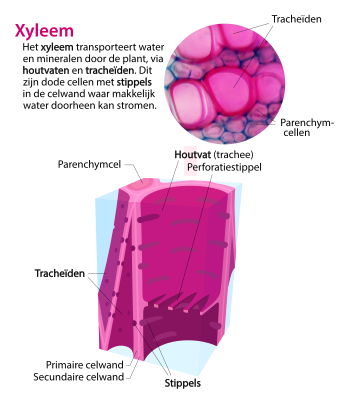 Diagram xyleemcellen. Het xyleem bestaat uit verschillende celtypen met gespecialiseerde structuren zoals stippels die het transport van water mogelijk maken.