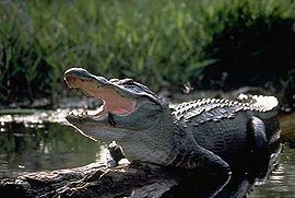 Misisipės aligatorius (Alligator mississippiensis)