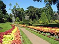 Jardin botanique de Peradeniya.