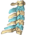 Shape of cervical vertebrae (shown in blue and yellow). Animation.