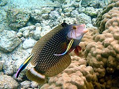 Novaculichthys taeniourus et Labroides phthirophagus, deux espèces de Labridae.