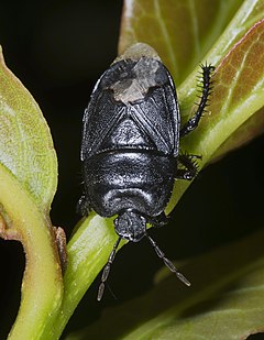 Description de l'image Cydnus aterrimus MHNT.jpg.