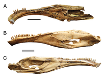 Cranium of Erlikosaurus and hemimandibles from Segnosaurus and Erlikosaurus