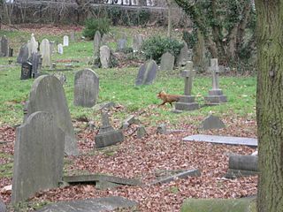 Wildlife in the cemetery
