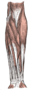 Muscles du bras superficiels (antérieur).