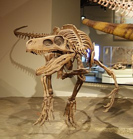 هيكل عظمي لهيريراصور في المتحف الميداني للتاريخ الطبيعي بشيكاغو.
