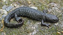 side view of a black newt