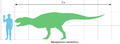 Majungasaurus, très proche parent d'Arcovenator, avait une taille identique à son cousin : un peu moins de 7 mètres.