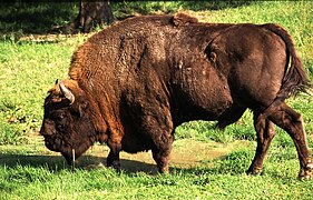 Bosque de Białowieża: Bisonte europeo